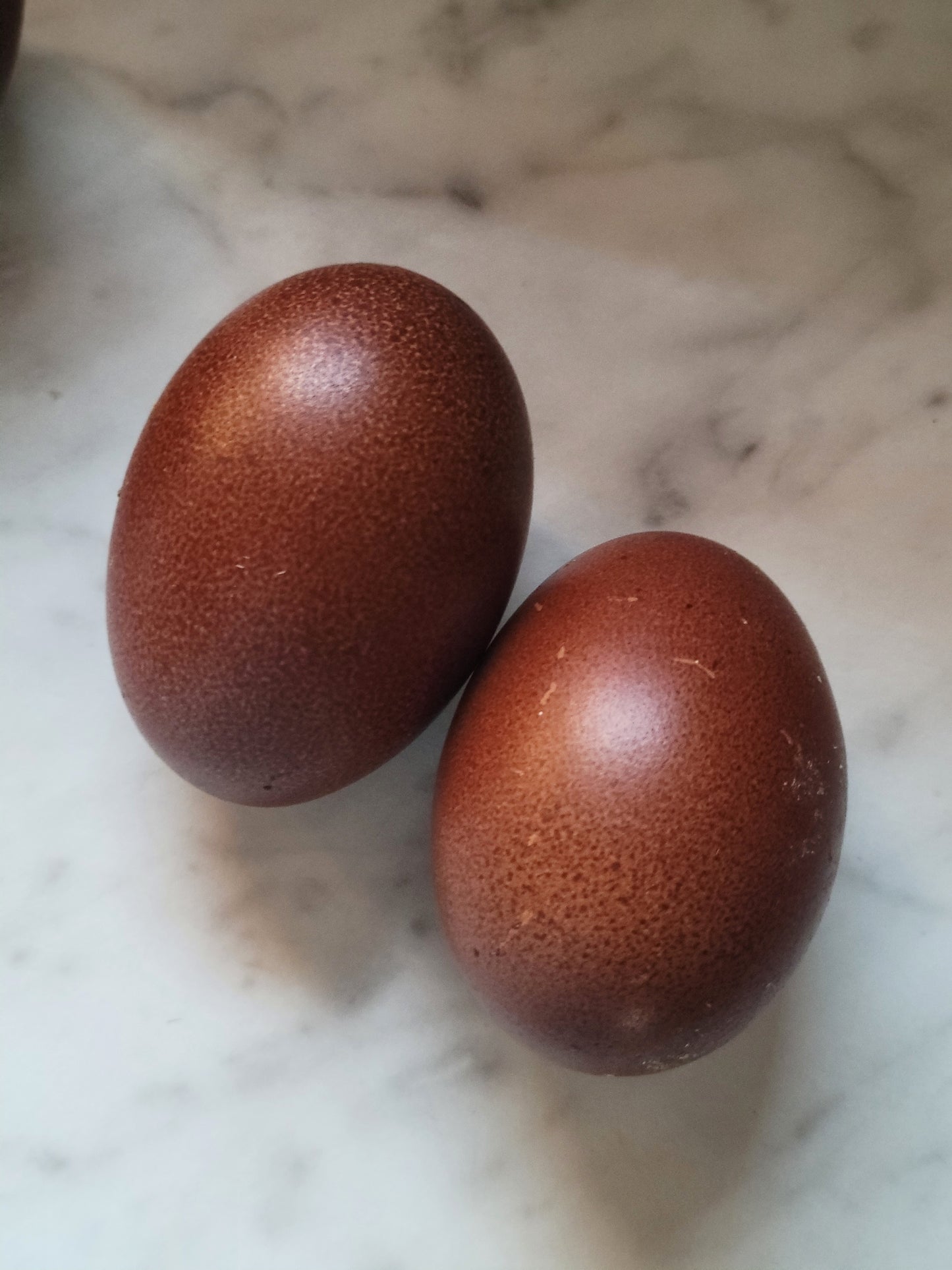 Black Copper Maran Hatching Eggs