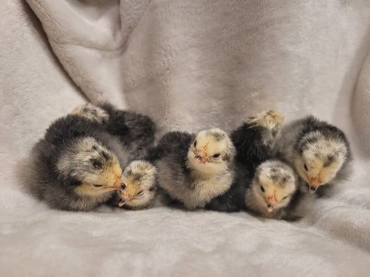 Silver Lakenvelder Chicks