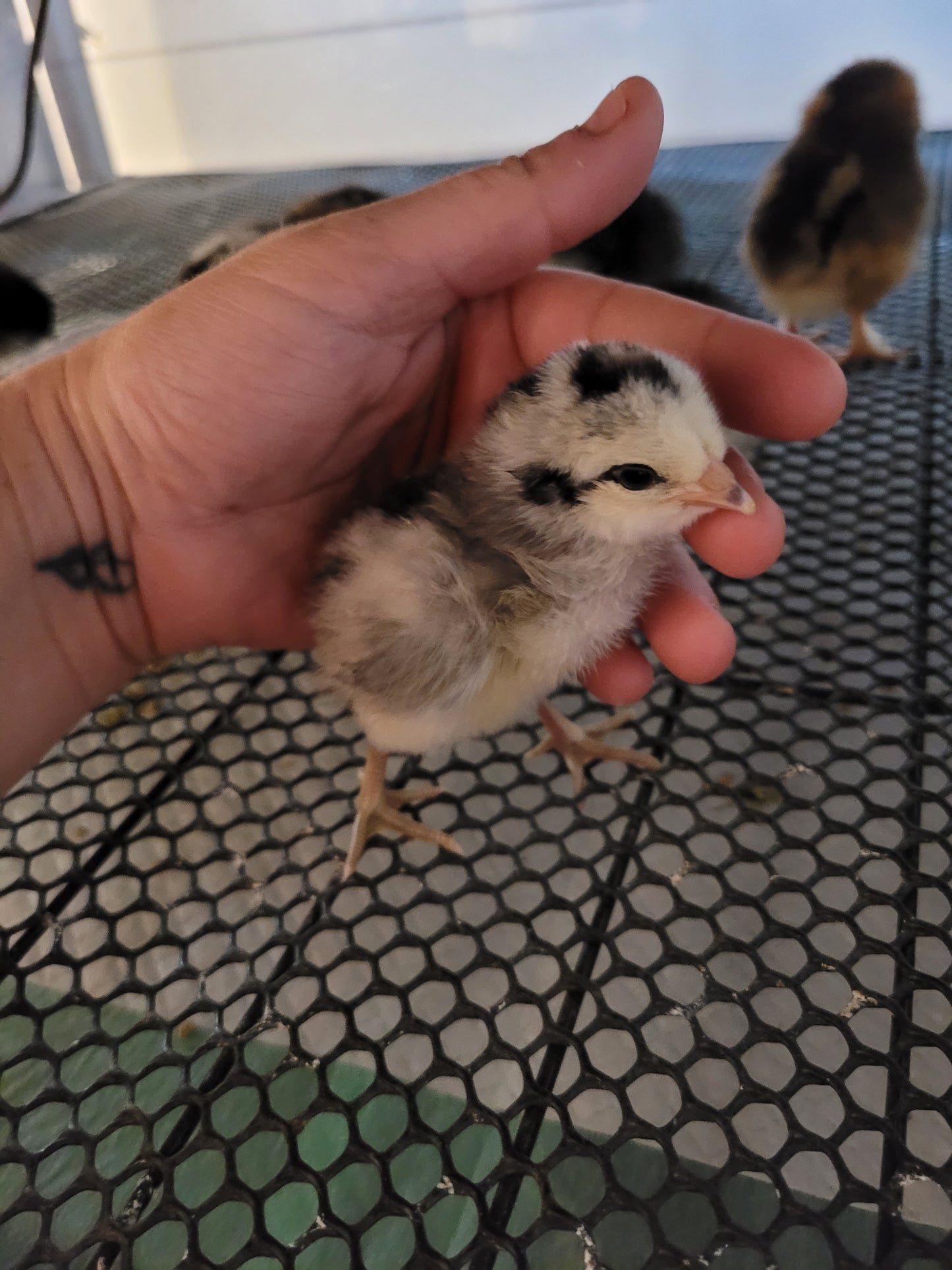 Olive Egger Chicks