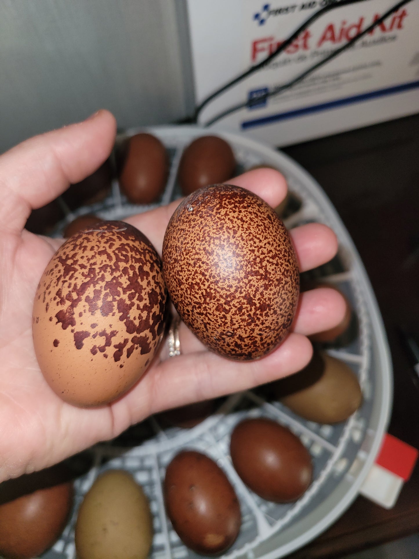 Black Copper Maran Hatching Eggs