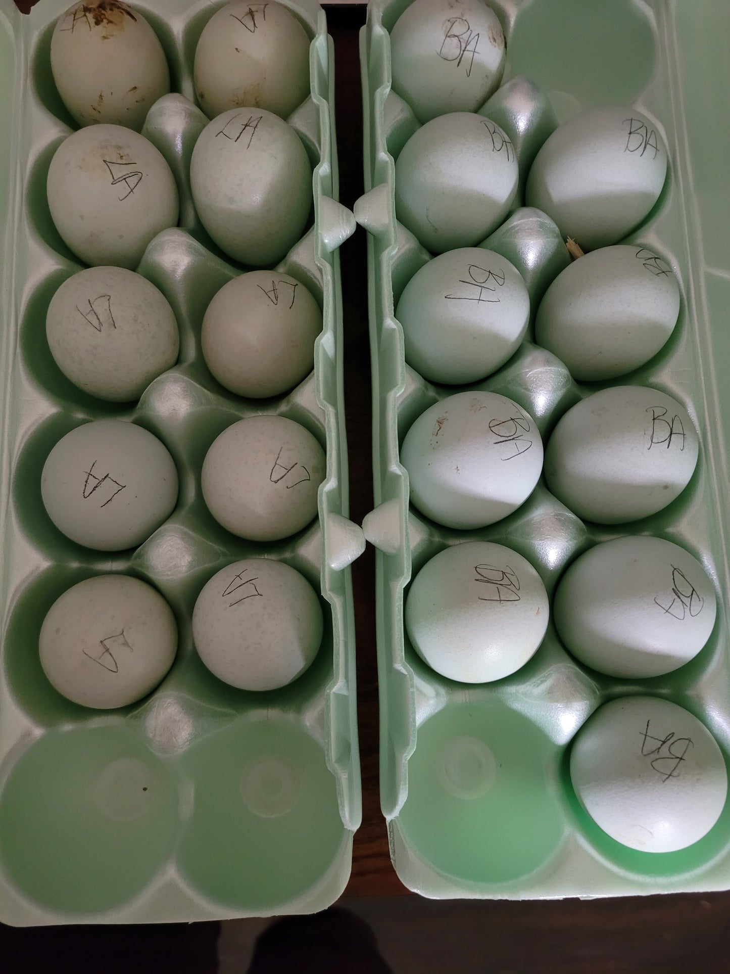 Ameraucana Hatching Eggs (NOT AMERICANA, EE)