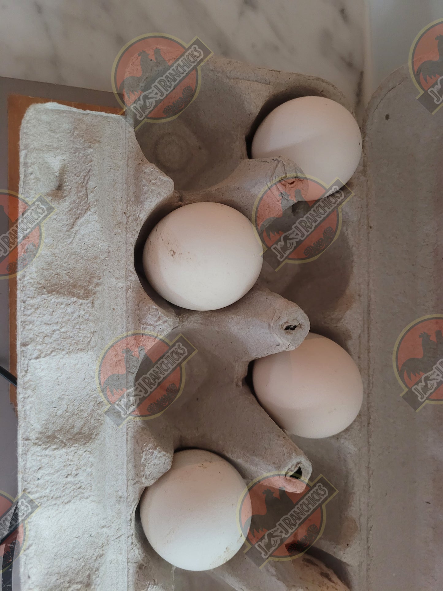 Silver Lakenvelder Hatching Eggs